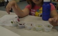 Sand Hill Taste Test student with sprout samples