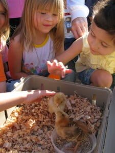 chicks