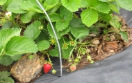 Strawberries growing at Pinnacle Elementary.