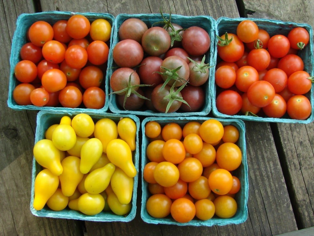 No Cook Tomato Sauce with Pasta recipe and lesson plan
