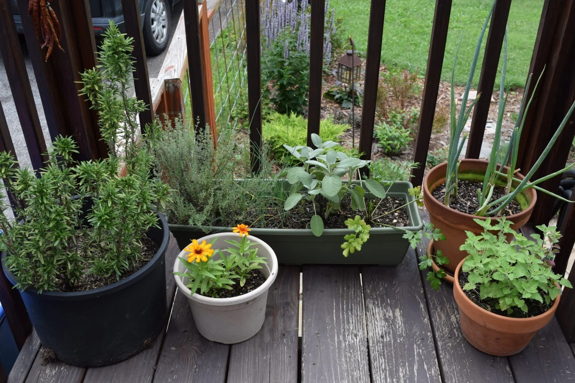 Portable Gardening: Growing Tomatoes, Peppers, and Herbs in Burlap