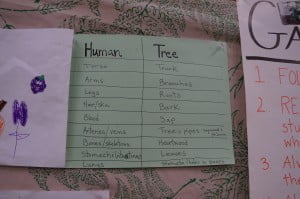 Hall Fletcher Garden Meeting_Tree vs human