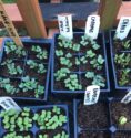 Growing Minds Day by Day: Third Week of February