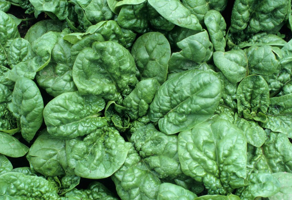 Wilted Spinach Salad
