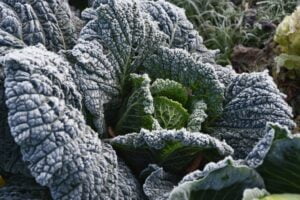 cabbage-frost-4120911-768x512