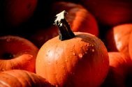 Growing Minds Day by Day: Fourth Week of October